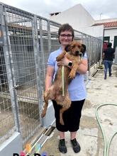 SEPP, Hund, Mischlingshund in Portugal - Bild 1