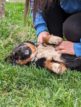 FLIPPER, Hund, Mischlingshund in Wächtersbach - Bild 2