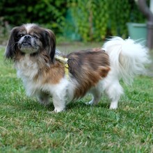 OMI GINA, Hund, Tibet Spaniel in Lauf