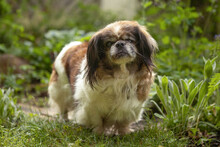 OMI GINA, Hund, Tibet Spaniel in Lauf - Bild 14