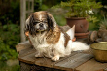OMI GINA, Hund, Tibet Spaniel in Lauf - Bild 15
