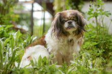 OMI GINA, Hund, Tibet Spaniel in Lauf - Bild 16