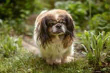 OMI GINA, Hund, Tibet Spaniel in Lauf - Bild 17