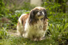 OMI GINA, Hund, Tibet Spaniel in Lauf - Bild 18