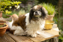 OMI GINA, Hund, Tibet Spaniel in Lauf - Bild 19