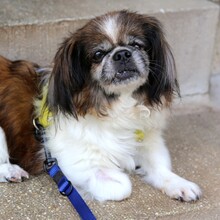 OMI GINA, Hund, Tibet Spaniel in Lauf - Bild 2