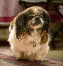 OMI GINA, Hund, Tibet Spaniel in Lauf - Bild 20