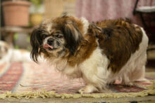 OMI GINA, Hund, Tibet Spaniel in Lauf - Bild 21