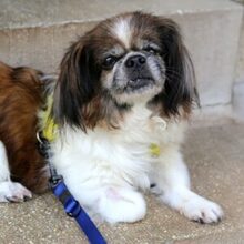 OMI GINA, Hund, Tibet Spaniel in Lauf - Bild 22