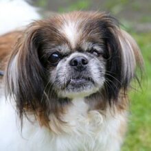 OMI GINA, Hund, Tibet Spaniel in Lauf - Bild 23