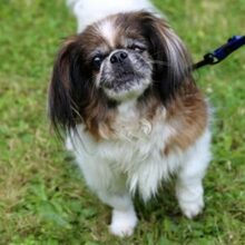 OMI GINA, Hund, Tibet Spaniel in Lauf - Bild 25
