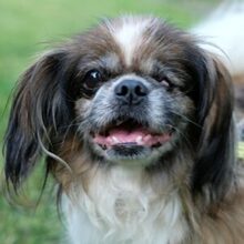 OMI GINA, Hund, Tibet Spaniel in Lauf - Bild 29