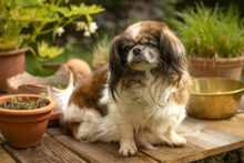 OMI GINA, Hund, Tibet Spaniel in Lauf - Bild 30