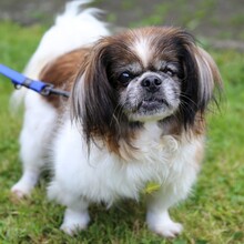 OMI GINA, Hund, Tibet Spaniel in Lauf - Bild 4