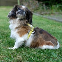 OMI GINA, Hund, Tibet Spaniel in Lauf - Bild 6