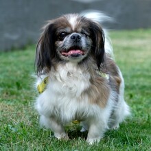 OMI GINA, Hund, Tibet Spaniel in Lauf - Bild 7