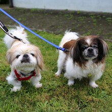 OMI GINA, Hund, Tibet Spaniel in Lauf - Bild 9