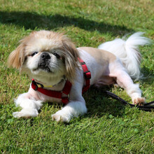 OPI ROCKY, Hund, Tibet Spaniel in Lauf - Bild 2