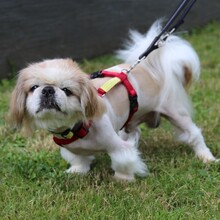 OPI ROCKY, Hund, Tibet Spaniel in Lauf - Bild 3