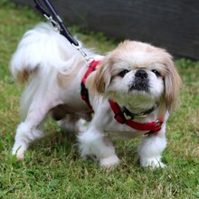 OPI ROCKY, Hund, Tibet Spaniel in Lauf - Bild 4