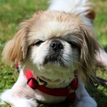 OPI ROCKY, Hund, Tibet Spaniel in Lauf - Bild 5