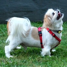 OPI ROCKY, Hund, Tibet Spaniel in Lauf - Bild 6