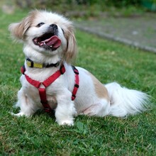 OPI ROCKY, Hund, Tibet Spaniel in Lauf - Bild 7