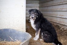 ROMAN, Hund, Mischlingshund in Rumänien - Bild 2