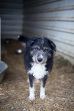 ROMAN, Hund, Mischlingshund in Rumänien - Bild 3