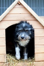 ROMAN, Hund, Mischlingshund in Rumänien - Bild 4