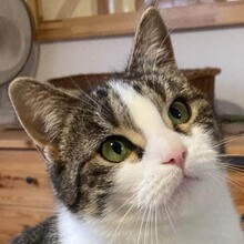 MANDY, Katze, Hauskatze in Ungarn - Bild 1