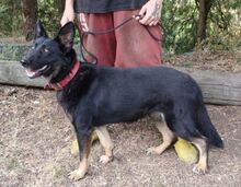 AUDREY, Hund, Mischlingshund in Slowakische Republik - Bild 2