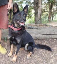 AUDREY, Hund, Mischlingshund in Slowakische Republik - Bild 3