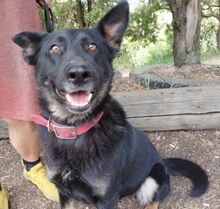 AUDREY, Hund, Mischlingshund in Slowakische Republik - Bild 4