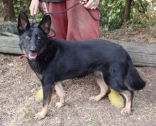 AUDREY, Hund, Mischlingshund in Slowakische Republik - Bild 5