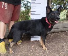 AUDREY, Hund, Mischlingshund in Slowakische Republik - Bild 6