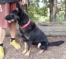 AUDREY, Hund, Mischlingshund in Slowakische Republik - Bild 7