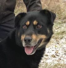 DON, Hund, Beauceron-Mix in Slowakische Republik - Bild 1