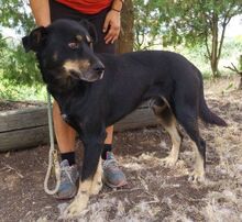 DON, Hund, Beauceron-Mix in Slowakische Republik - Bild 13