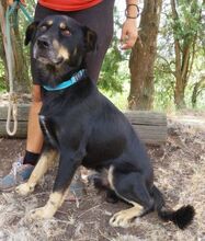 DON, Hund, Beauceron-Mix in Slowakische Republik - Bild 14