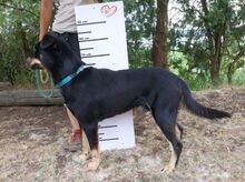 DON, Hund, Beauceron-Mix in Slowakische Republik - Bild 16