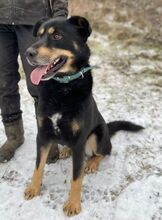 DON, Hund, Beauceron-Mix in Slowakische Republik - Bild 2