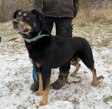 DON, Hund, Beauceron-Mix in Slowakische Republik - Bild 3