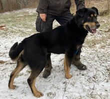 DON, Hund, Beauceron-Mix in Slowakische Republik - Bild 4