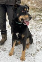 DON, Hund, Beauceron-Mix in Slowakische Republik - Bild 5