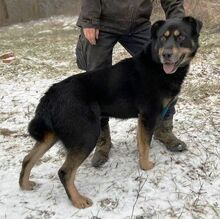 DON, Hund, Beauceron-Mix in Slowakische Republik - Bild 6