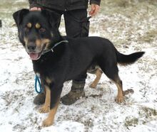 DON, Hund, Beauceron-Mix in Slowakische Republik - Bild 7