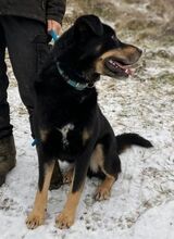 DON, Hund, Beauceron-Mix in Slowakische Republik - Bild 8