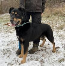 DON, Hund, Beauceron-Mix in Slowakische Republik - Bild 9