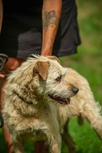 DETTI, Hund, Mischlingshund in Ungarn - Bild 2